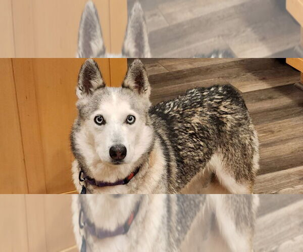 Medium Photo #1 Siberian Husky Puppy For Sale in Omaha, NE, USA