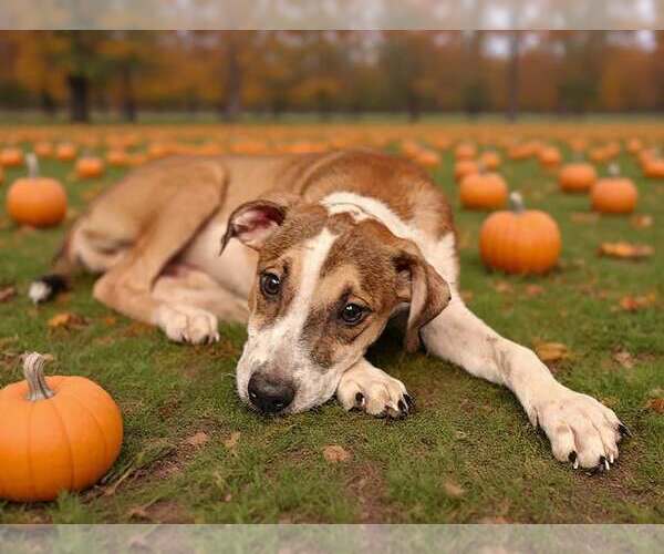 Medium Photo #8 Mutt Puppy For Sale in Talladega, AL, USA