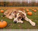 Small Photo #8 Mutt Puppy For Sale in Talladega, AL, USA