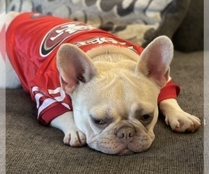 Mother of the French Bulldog puppies born on 04/18/2023