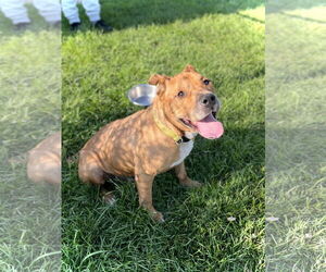 American Pit Bull Terrier-Unknown Mix Dogs for adoption in Estherville, IA, USA