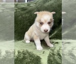 Puppy Red Female Siberian Husky