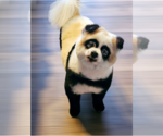Small #4 Pomeranian Mix