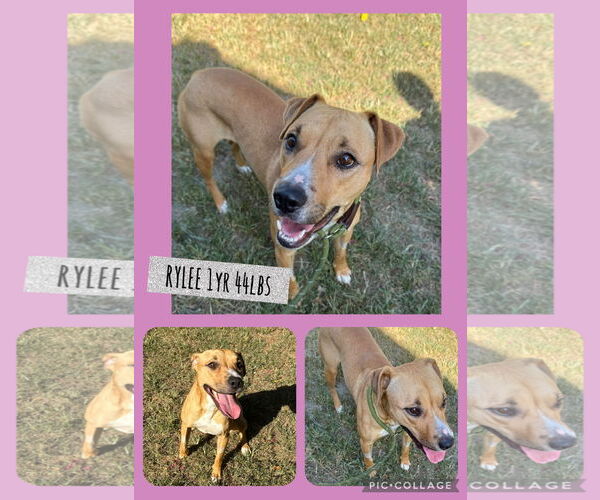 Medium Photo #1 Mutt Puppy For Sale in Woodbury, NY, USA
