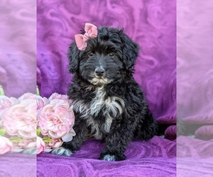 Aussiedoodle Miniature Puppy for sale in CHRISTIANA, PA, USA