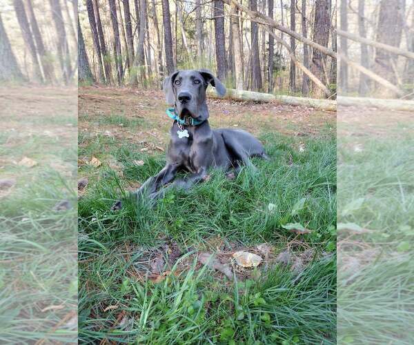Medium Photo #6 Great Dane Puppy For Sale in Huntersville, NC, USA