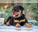 Small #2 Rottweiler
