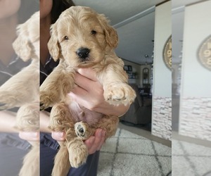 Goldendoodle Puppy for sale in CADDO MILLS, TX, USA