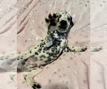 Small Photo #7 Dalmatian Puppy For Sale in TEMPLE, TX, USA