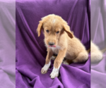 Small Photo #4 Great Pyredane Puppy For Sale in Mundelein, IL, USA