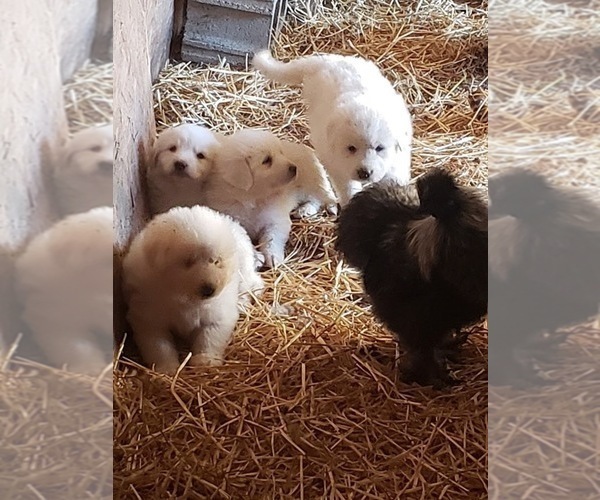 Medium Photo #26 Great Pyrenees Puppy For Sale in SHELBYVILLE, TN, USA