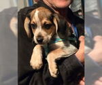 Small #1 Beagle
