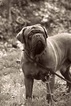 Small Photo #1 Dogue de Bordeaux Puppy For Sale in ADAMS MILLS, OH, USA