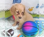 Small #3 Chiweenie