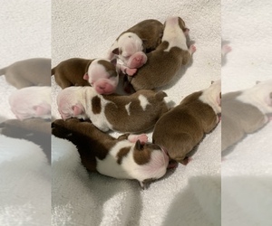 Boston Terrier Puppy for Sale in TULARE, California USA