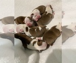 Image preview for Ad Listing. Nickname: Litter of 6