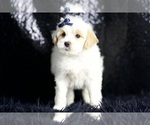 Puppy Noodle Maltipoo