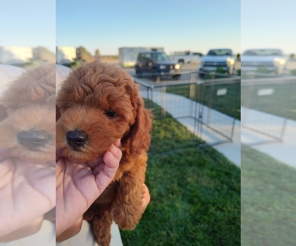 Medium Photo #30 Goldendoodle (Miniature) Puppy For Sale in GLENN, CA, USA