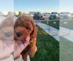 Small #4 Goldendoodle (Miniature)