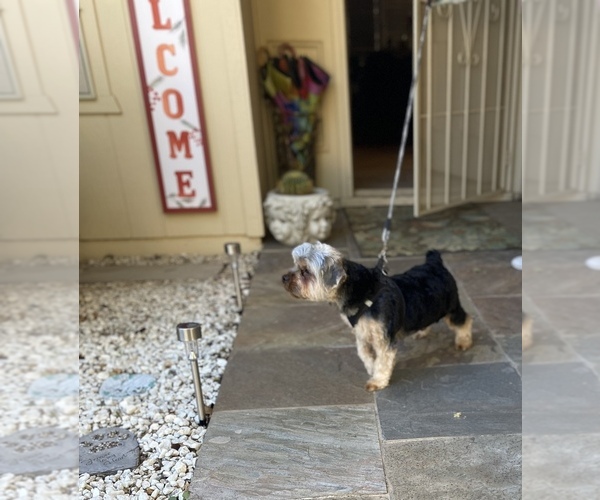 Medium Photo #5 Yorkshire Terrier Puppy For Sale in SUN CITY, AZ, USA