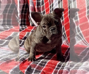 French Bulldog Puppy for sale in TALLAHASSEE, FL, USA