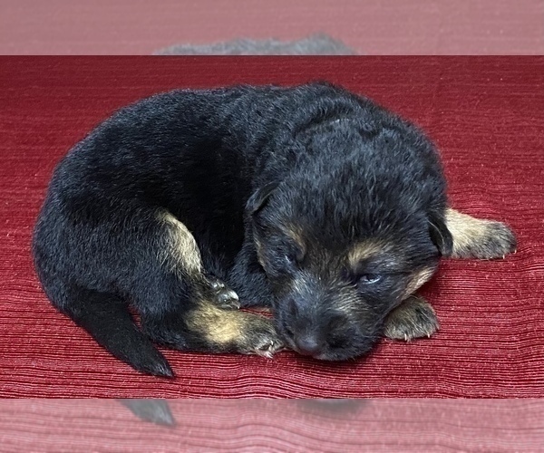 Medium Photo #1 German Shepherd Dog Puppy For Sale in DELAVAN, IL, USA