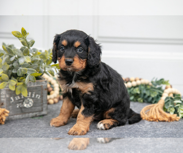Medium Photo #3 Cavapoo Puppy For Sale in SHILOH, OH, USA