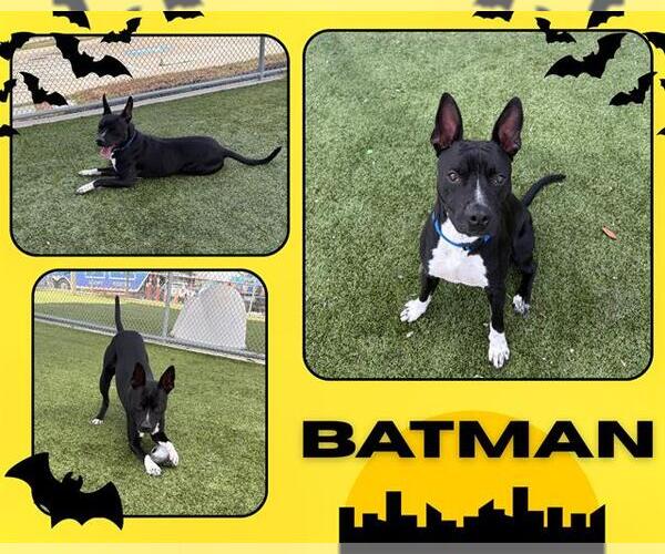 Medium Photo #2 American Pit Bull Terrier Puppy For Sale in Pearland, TX, USA