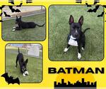 Small #1 American Pit Bull Terrier