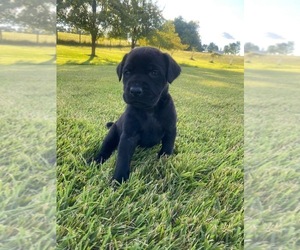Mastador Puppy for sale in WILLIAMSBURG, OH, USA