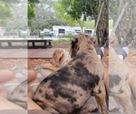 Small Photo #13 Catahoula Bulldog Puppy For Sale in MIAMI BEACH, FL, USA