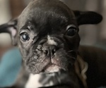 Puppy Puppy 1 Hara French Bulldog