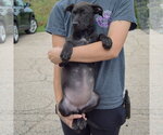 Small #3 American Staffordshire Terrier Mix