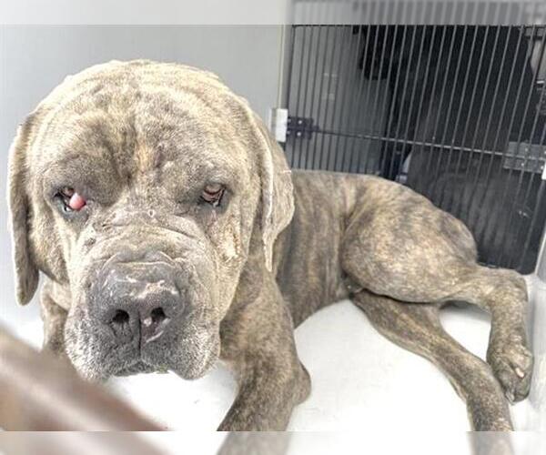 Medium Photo #1 Mutt Puppy For Sale in Houston, TX, USA