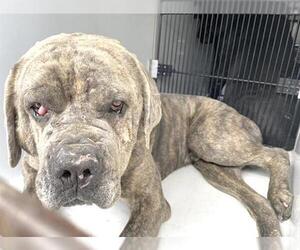 Mutt Dogs for adoption in Houston, TX, USA