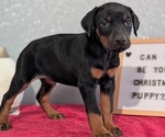 Small #7 Doberman Pinscher