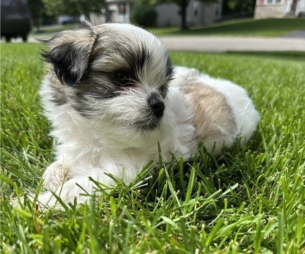 Medium Photo #2 Mal-Shi Puppy For Sale in ROGERS, MN, USA