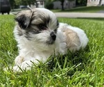 Small #1 Mal-Shi