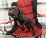 Small #10 German Shorthaired Lab