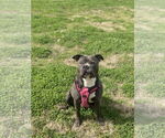 Small #24 American Staffordshire Terrier