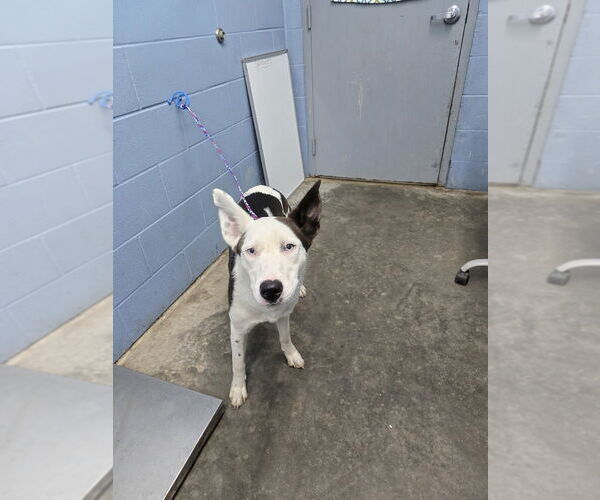 Medium Photo #4 Siberian Husky-Unknown Mix Puppy For Sale in Evansville, IN, USA