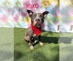 Small #5 Staffordshire Bull Terrier