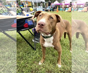 Mutt Dogs for adoption in Holly Springs, NC, USA