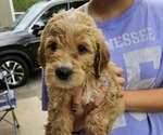 Puppy Diamond Goldendoodle