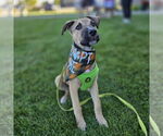 Small #2 American Pit Bull Terrier Mix