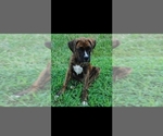 Puppy Lou Lou Boxer
