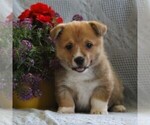Small Photo #4 Pembroke Welsh Corgi Puppy For Sale in EPHRATA, PA, USA