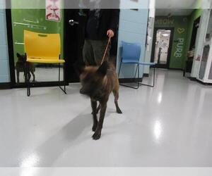 Chow Chow-Unknown Mix Dogs for adoption in Temple, TX, USA