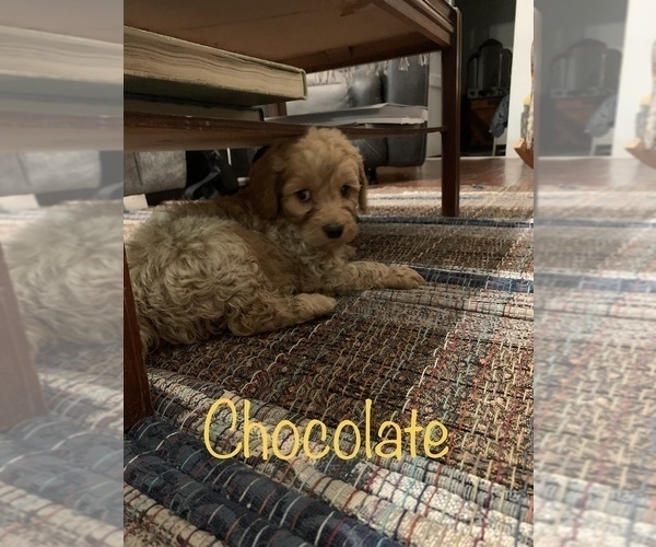 Medium Photo #9 Aussiedoodle Puppy For Sale in WOODLEAF, NC, USA