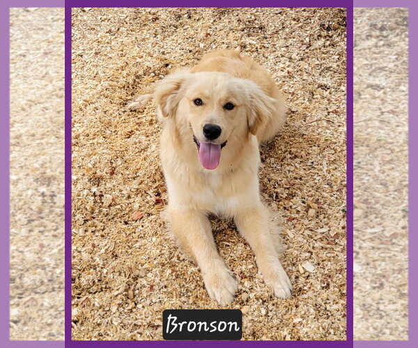 Medium Photo #2 Golden Retriever Puppy For Sale in Granbury, TX, USA